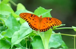 Agraulis vanillae - Gulf Fritillary