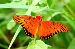 Agraulis vanillae - Gulf Fritillary