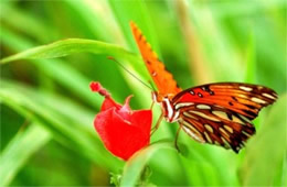 Agraulis vanillae - Gulf Fritillary