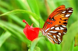 Agraulis vanillae - Gulf Fritillary