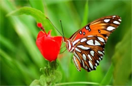 Agraulis vanillae - Gulf Fritillary