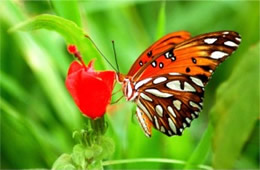 Agraulis vanillae - Gulf Fritillary