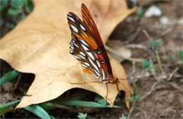 Agraulis vanillae - Gulf Fritillary