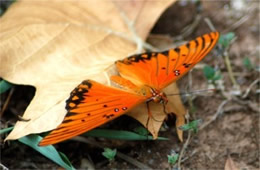 Agraulis vanillae - Gulf Fritillary