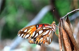 Agraulis vanillae - Gulf Fritillary