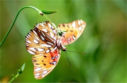 Agraulis vanillae - Gulf Fritillary