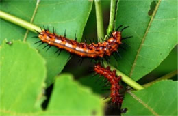 Agraulis vanillae - Gulf Fritillary Caterpillar
