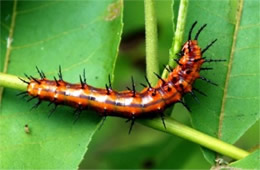 Agraulis vanillae - Gulf Fritillary Caterpillar