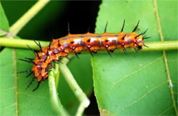 Agraulis vanillae - Gulf Fritillary Caterpillar