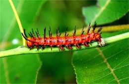 Agraulis vanillae - Gulf Fritillary Caterpillar