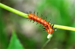 Agraulis vanillae - Gulf Fritillary Caterpillar