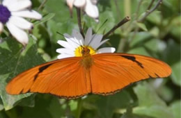 Dryas iulia - Julia Heliconian