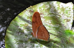 Dryas iulia - Julia Heliconian