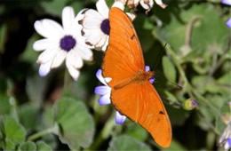 Dryas iulia - Julia Heliconian