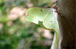 Actias luna - Luna Moth