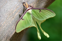 Actias luna - Luna Moth