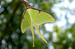 Actias luna - Luna Moth