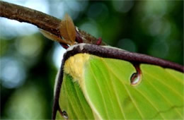 Actias luna - Luna Moth