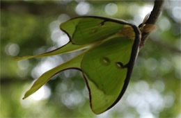 Actias luna - Luna Moth