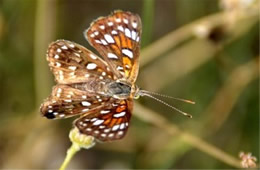 Apodemia mejicanus - Mexican Metalmark