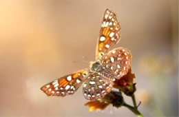 Apodemia mejicanus - Mexican Metalmark