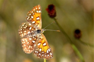 Apodemia mejicanus - Mexican Metalmark