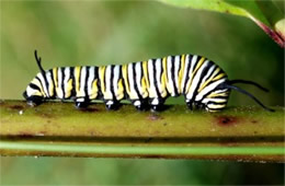 Danaus plexippus - Monarch Caterpillar