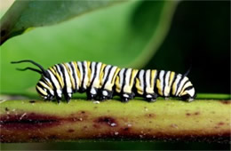 Danaus plexippus - Monarch Caterpillar