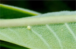 Danaus plexippus - Monarch Egg