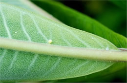 Danaus plexippus - Monarch Egg