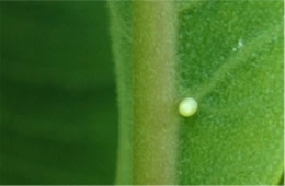 Danaus plexippus - Monarch Egg