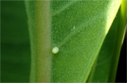 Danaus plexippus - Monarch Egg