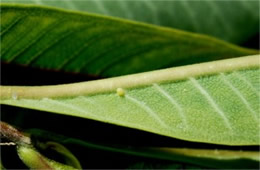 Danaus plexippus - Monarch Egg