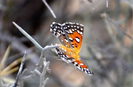 Apodemia mormo - Mormon Metalmark