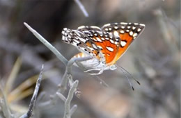 Apodemia mormo - Mormon Metalmark