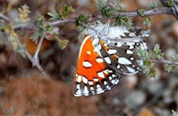 Apodemia mormo - Mormon Metalmark