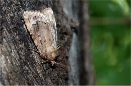 Noctuidae - Owlet Moth