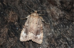 Noctuidae - Owlet Moth