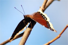 Nymphalis antiopa - Mourning Cloak Butterfly