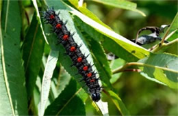 Nymphalis antiopa - Mourning Cloak Caterpillar