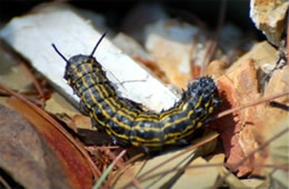 Anisota peigleri - Oakworm Moth