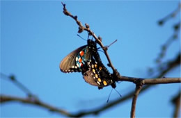Battus philenor - Pipevine Swallowtails Mating