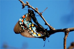 Battus philenor - Pipevine Swallowtails Mating