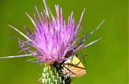 Calycopis cecrops - Red-banded Hairstreak