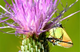 Calycopis cecrops - Red-banded Hairstreak