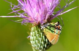 Calycopis cecrops - Red-banded Hairstreak