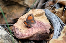 Megisto rubricata - Red Satyr Butterfly