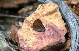 Megisto rubricata - Red Satyr Butterfly