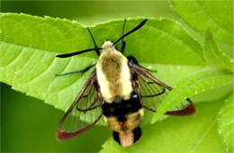 Hemaris diffinis - Snowberry Clearwing Moth