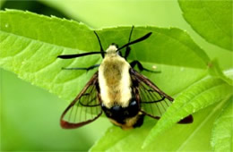 Hemaris diffinis - Snowberry Clearwing Moth